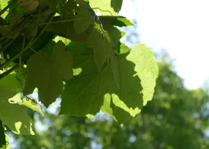 Chantevent Bed & Breakfast 3*