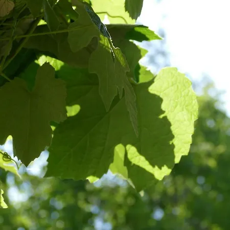 Chantevent Bed & Breakfast 3*